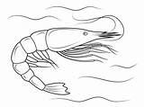 Shrimp Langostino Garnele Crustacean Gambero Gamberi Ausmalbild Crevettes Gamba Penaeid Puntos sketch template
