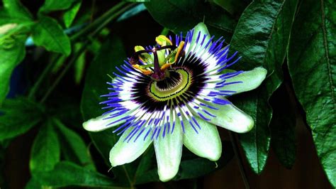 Passion Flower Wallpaper And Background Image 1600x900