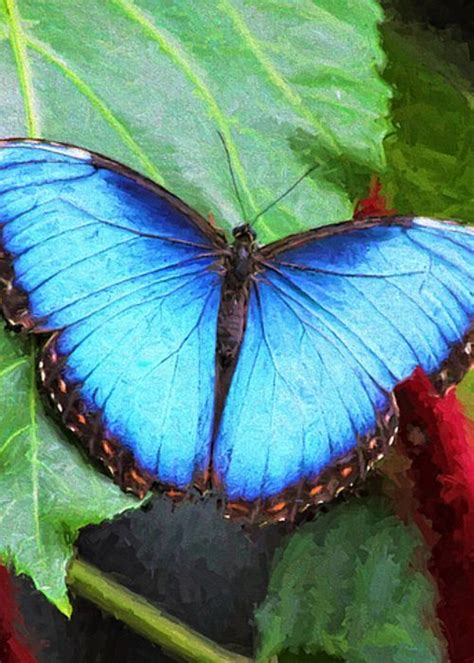 blue morpho blue morpho blue morpho butterfly morpho butterfly