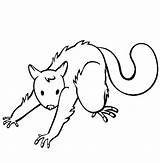 Possum Coloring Pages Opossum Animals Color Colouring Sheets Animal Pets Town Sheet Thecolor Popular Print Back Coloringhome Animalstown sketch template