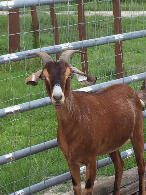 goats  sale registered kiko goats fl kiko goats ga