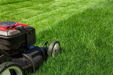 summer lawn care scheduling guide trugreen