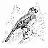 Towhee Birds Green Tailed Yosemite Stebbins 1963 Cyril 1954 Robert National Park Above sketch template