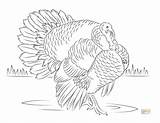 Turkeys Thebalance Colouring Getdrawings sketch template
