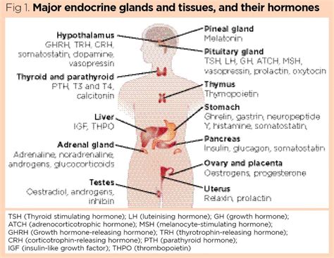 endocrine system  overview   endocrine system  hormones