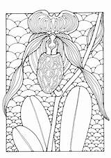 Orchids Colouring sketch template