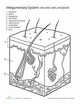 Integumentary System Anatomy Worksheet Worksheets Inside Skin Choose Board Science Biology Life sketch template