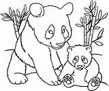 Coloring Pages Bamboo Panda Getdrawings Bear sketch template
