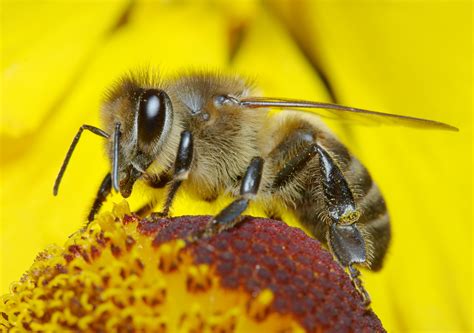 insect pollinators  apis mellifera