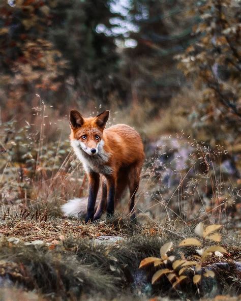 capture finlands fairytale forest animals   wild