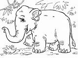 Coloring Pages Elephant Asian Asianelephant Coloringpages4u sketch template