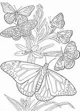 Coloring Pages Butterfly Adult Printable Butterflies Adults Color Colouring Print Beautiful Advance Awesome Books Colorpagesformom Coloringpages Book sketch template