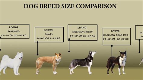 dog breed size comparison youtube