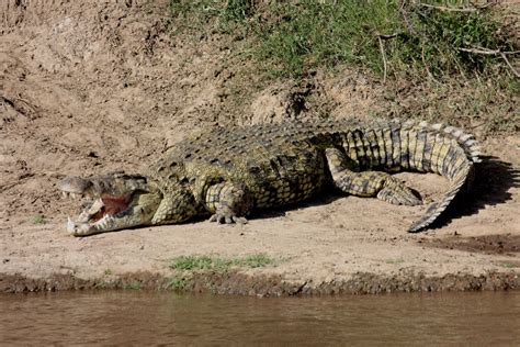 manadens djur krokodil