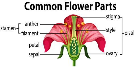 diagram  flower anatomy