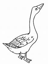 Goose Geese Printable Netart Birds Nap sketch template