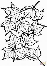 Leaves Maple Coloriage Feuilles Automne Foliage Imprimer Cooloring Harvest Clipartmag Getcolorings Supercoloring sketch template