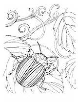 Beetle Potato Colorado Coloring Beetles Pages sketch template