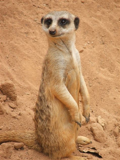 meerkat  photo  freeimages