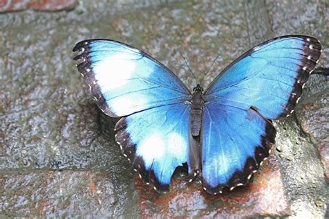 blauer schmetterling foto bild tiere natur bilder auf fotocommunity