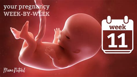 weeks pregnant natural pregnancy week  week youtube