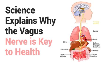 science explains why the vagus nerve is key to health