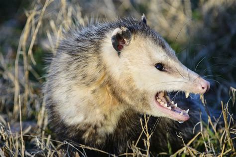 possum     opossum