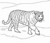Coloring Siberian Tiger Lions sketch template
