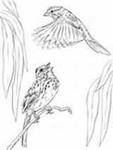 Coloring Sparrow House Sparrows Song Two sketch template