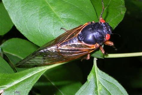 cicadas  emerging     track  news indiana public media