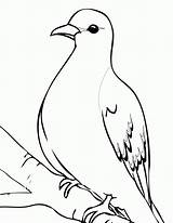 Dove Mourning Clipart Coloringhome Library Books sketch template
