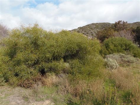 acacia saligna profile california invasive plant council
