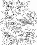 Bluebird Oiseaux Idaho Coloriages Colorier Uccello Bestcoloringpagesforkids Printables Syringa Oiseau Fleurs Fleur sketch template