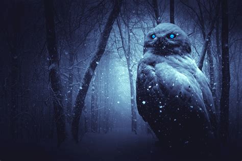 wallpaper black owl pics myweb