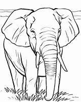 Elefante Elefantes Preciosos Pintando Diviértete sketch template