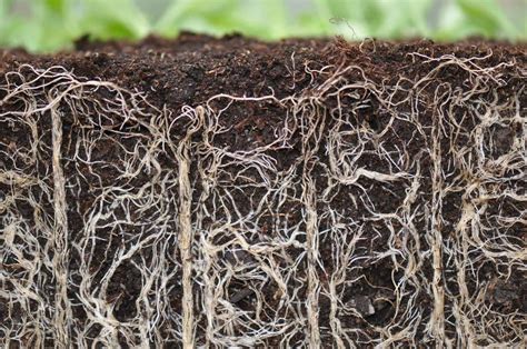 discover  difference  rhizomes  roots