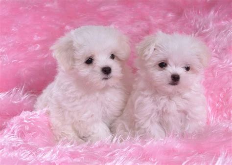banco de imagenes gratis adorables perritos en color blanco