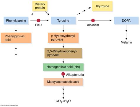 phenylalanine metabolic pathway