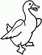 Coloring Pages Printable Goose Animal Clipart Cartoon Duck Animals Print Color Poultry Clip Kids Baby Bird Library Cliparts Clipartmag Pic sketch template