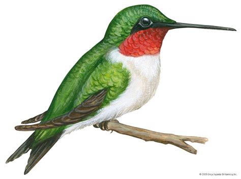 hummingbird description species  facts britannica