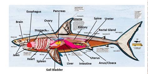 shark internal anatomy part