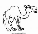 Camel Cammello Kamele Animali Camelo Cammelli Camello Camellos Dromedarios Mamíferos Pintar Pintarcolorir Iluminar Mamiferos Ausmalen Malvorlage Sobres Dromedario Dromedari Disegnidacoloraregratis sketch template