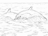 Delfin Gemeiner Ausmalbild Supercoloring Dolphin Delfine Ausdrucken Kostenlos sketch template
