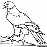 Hawk Coloring Pages Color Bird Drawing Draw Kids Animals Online Wood Printable Burning Simple Print Colouring Hawks Sheet Eagle Perched sketch template