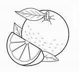 Grapefruit sketch template
