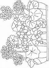 Coloring Pages Geranium Embroidery Geraniums Patterns Template Flowers Petunias Lh3 Googleusercontent sketch template