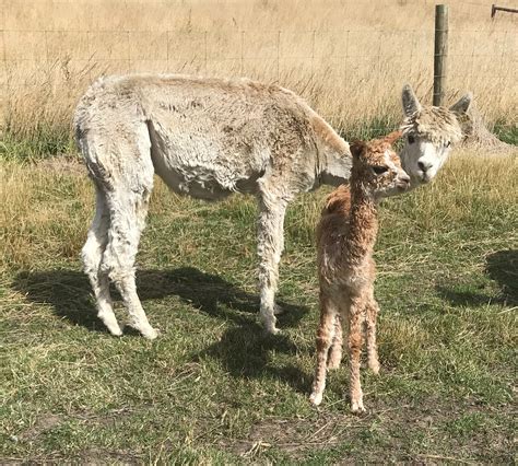 Ealpaca Alpaca For Sale Surilana Helter Skelter Smf Female Suri