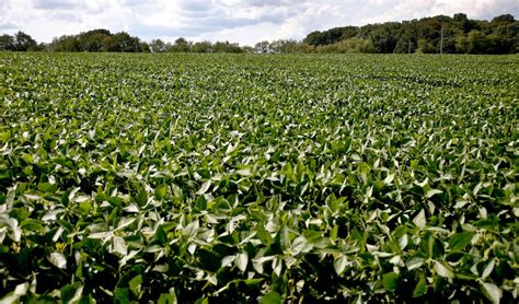 soybean farmers   trumps trade war hint theyre  impressed world