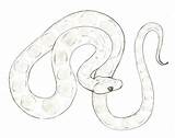 Snake Corn Drawing Sketch Choose Board Google sketch template