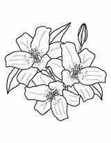 Stargazer Lilies Museprintables sketch template